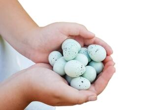 Exklusive Besonderheit Celandon Eier
