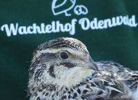 Wachtelhof-Odenwald garantiert Herkunft von jedem frischen Wachtelei!
